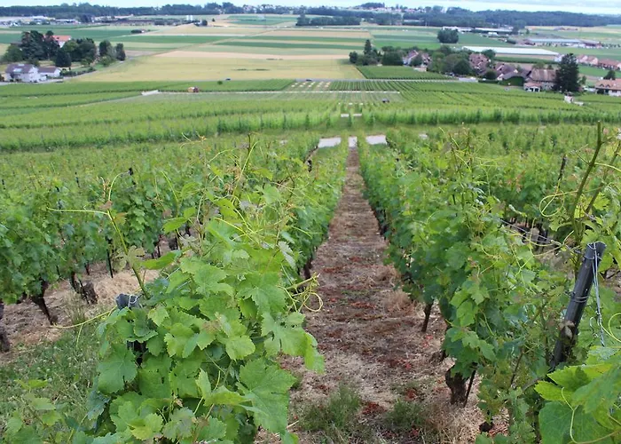 Au Coeur Du Vignoble Sur 4* Bursins